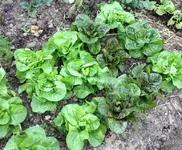 Salat.webp
