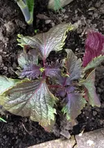 Shiso.webp