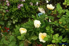 comp_DSC01278.webp