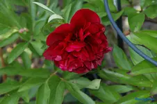 Bauernpfingstrose rot.webp