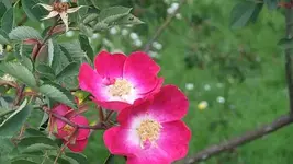 049.webp