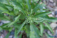 comp_DSC01339.webp