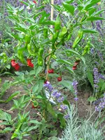 IMG_6035.webp