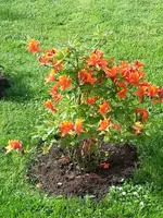 2014-05-17         Die Flamme lodert.webp