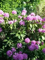 2014-05-17     Innig verbunden.webp