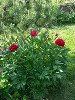 2014-05-17 Duftende Pfingstrose.webp