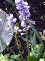 2014-05-17 Hasenglöckchen.webp