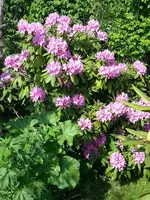 2014-05-17 Rhododendron.webp