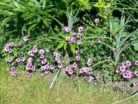 2014-05-19         Thumbling Hearth.webp