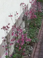 2014-05-19 Ausreißer Akelei.webp
