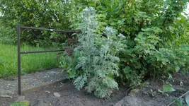 SAM_2905.webp
