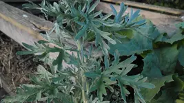 SAM_2906.webp