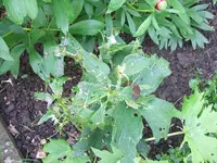 Garten 21.5.14 006.webp