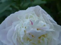 P1080709.webp
