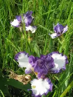 004_576x768.webp