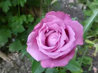 P1090006.webp