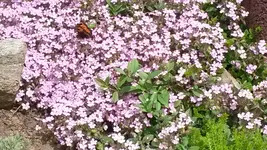 schmetterling.webp