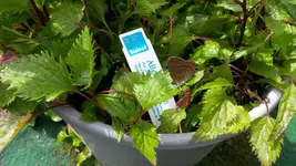 schmetterlingskind (2).webp