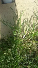Hirse 1.webp