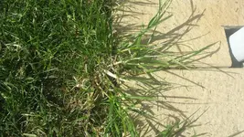 Hirse 2.webp