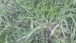 Hirse 3.webp