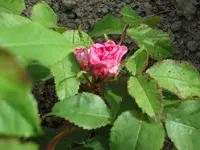 SAM_4086.webp