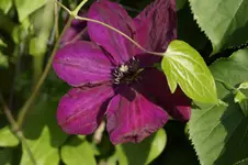 _DSC5809.webp