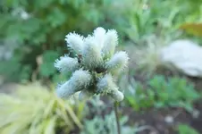2014_0521Frühling0035.webp