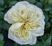 DSC01391.webp