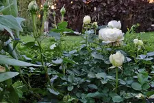 DSC01408.webp