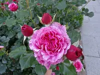 DSC01401.webp