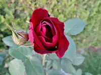 DSC01394.webp