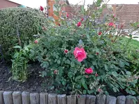 DSC01397.webp