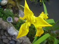 100_1480.webp