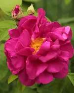 Rosa gallica officialis 140521.webp