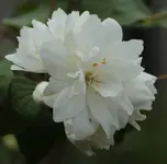 Jasmin 140521.webp