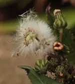 wilde Distel.webp