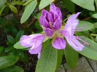 P1130116.webp