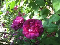 IMG_2696.webp