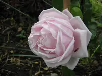IMG_2753.webp