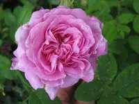 IMG_2762.webp