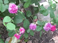 IMG_2766.webp