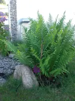 CIMG6926.webp