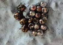 Wanzenbabys.webp