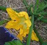 P1010137.webp