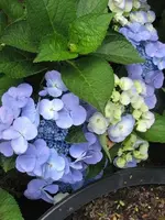 Bild 076.webp