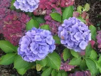 Bild 744.webp
