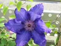 Bild 315.webp