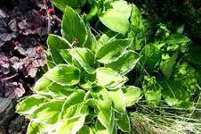 2014_0521Frühling0028 hosta.webp