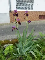 P1070814.webp